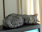 TVcat2.jpg