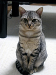 jikka_koneko3.jpg