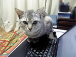keitai_test.jpg