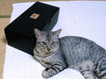 sheba1.jpg