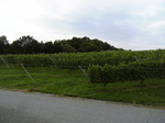 wine05.jpg