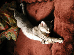 wintercat1.jpg