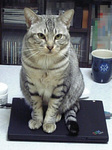 wintercat2.jpg