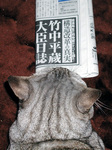 wintercat4.jpg